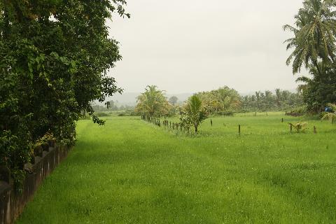 Agricultural Plantations in Goa - Download Goa Photos